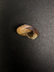 Mesomphix globosus
