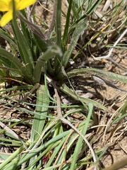 Hypoxis rigidula