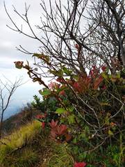 Vaccinium varingiifolium