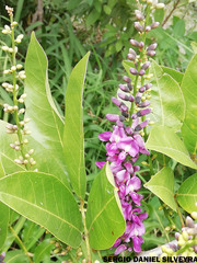 Lonchocarpus subsessilifolius