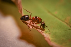 Camponotus
