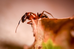 Camponotus