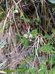 Thalictrum javanicum