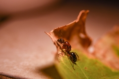 Camponotus