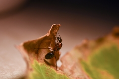 Camponotus