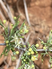 Asparagus spinescens