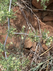 Asparagus spinescens