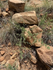 Asparagus spinescens