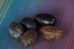 Beilschmiedia costaricensis