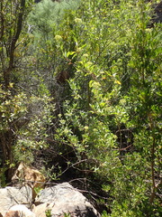 Heteromorpha arborescens