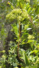 Heteromorpha arborescens