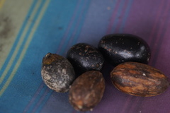 Beilschmiedia costaricensis