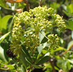 Heteromorpha arborescens