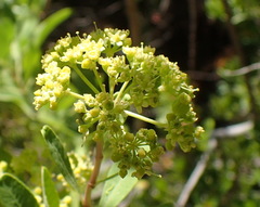 Heteromorpha arborescens