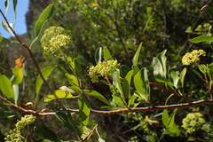 Heteromorpha arborescens