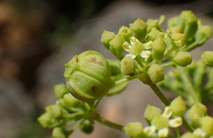 Heteromorpha arborescens