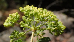 Heteromorpha arborescens