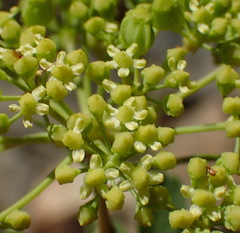 Heteromorpha arborescens