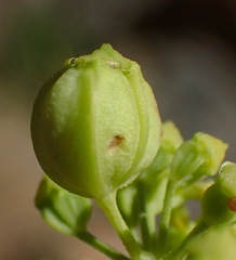 Heteromorpha arborescens