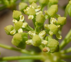 Heteromorpha arborescens