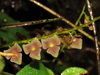 Stelis superbiens - Photo (c) Sebas Arango, some rights reserved (CC BY-NC), uploaded by Sebas Arango