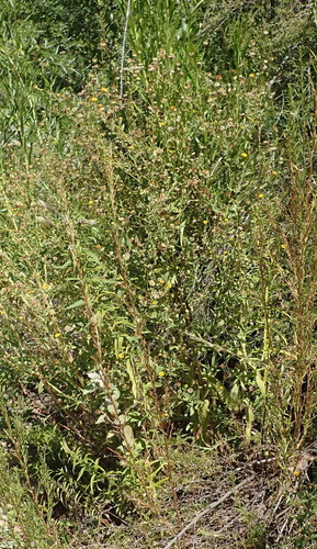 Image of Pulicaria scabra by (c) Nicola van Berkel, some rights reserved (CC BY-SA)