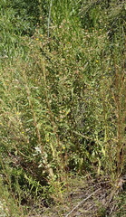Pulicaria scabra