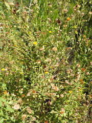 Pulicaria scabra