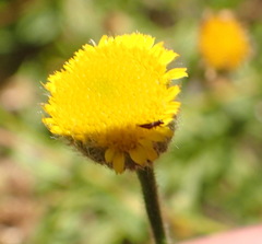 Pulicaria scabra