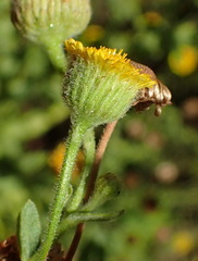 Pulicaria scabra