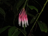 Orthaea secundiflora - Photo (c) Sebas Arango, some rights reserved (CC BY-NC), uploaded by Sebas Arango