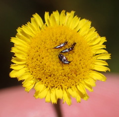 Pulicaria scabra