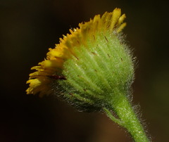 Pulicaria scabra