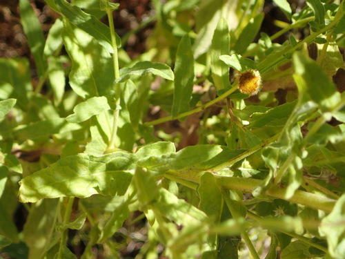 Image of Pulicaria scabra by (c) Nicola van Berkel, some rights reserved (CC BY-SA)