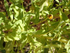 Pulicaria scabra