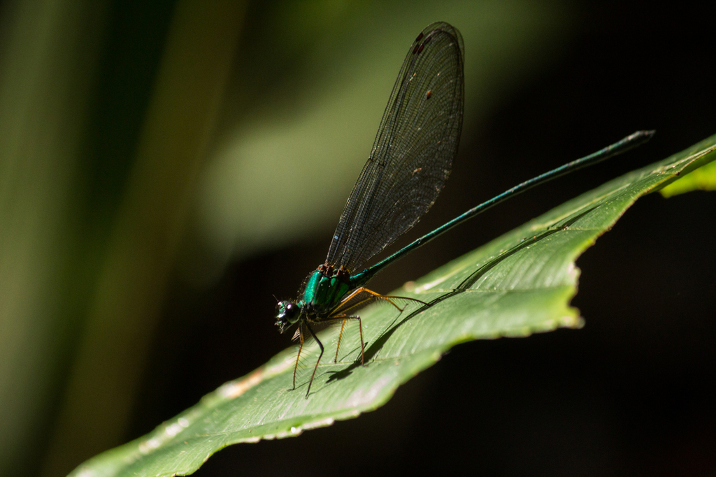 Echo uniformis