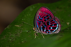 Paralaxita damajanti