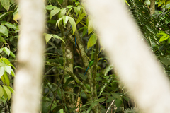 Psarisomus dalhousiae