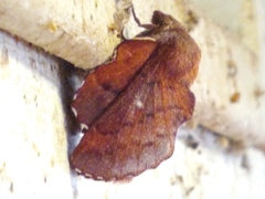 Phyllodesma occidentis