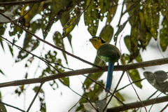 Psarisomus dalhousiae