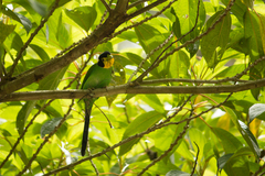 Psarisomus dalhousiae