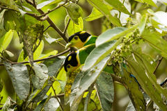 Psarisomus dalhousiae