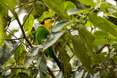 Psarisomus dalhousiae