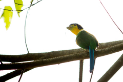 Psarisomus dalhousiae