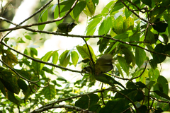 Psilopogon pyrolophus