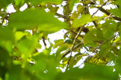 Psilopogon oorti