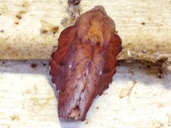 Phyllodesma occidentis