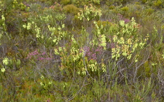 Erica filipendula