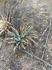 Agave simplex