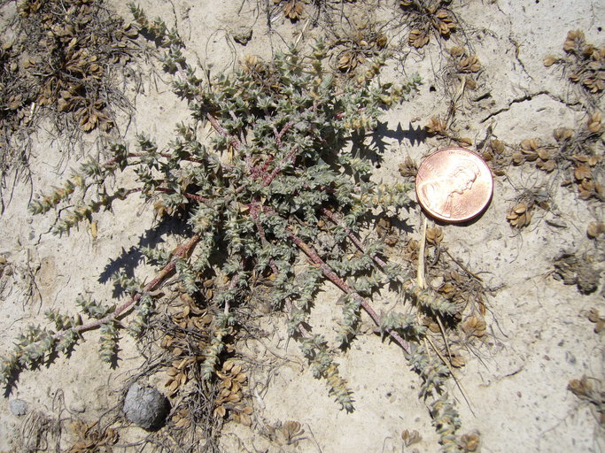 Atriplex parishii